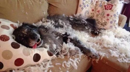 一分钟教会狗狗叫,教狗狗安静的待在笼子里