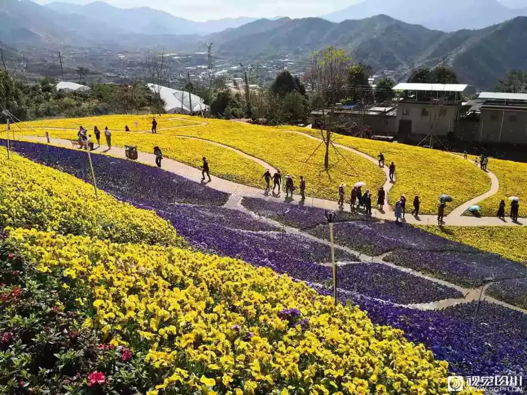 冰雪与花海齐飞！二月的四川美翻了......