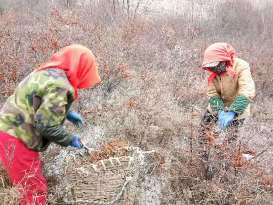 沙棘蚂蚁森林,沙棘洗面奶