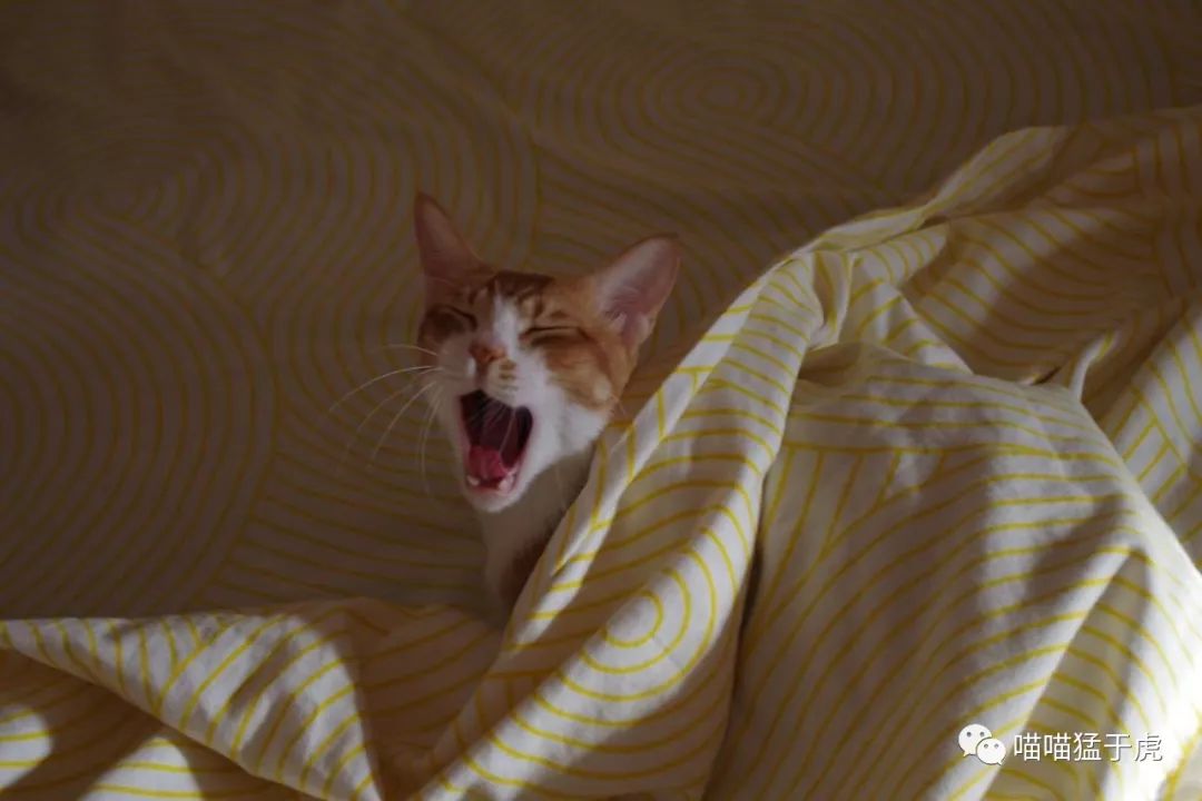 治疗猫咪抑郁症的四个方法图,猫抑郁的最佳治疗方法