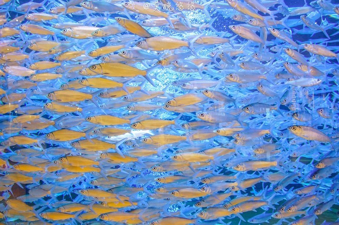 七星级酒店亚特兰蒂斯,三亚七星级酒店亚特兰蒂斯门票