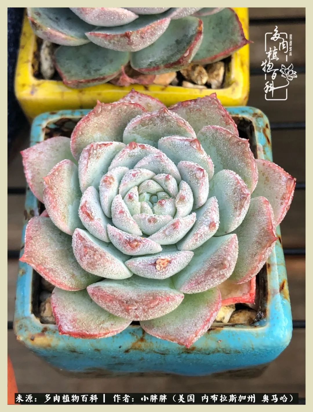 多肉小白入坑攻略,多肉中的鄙视链