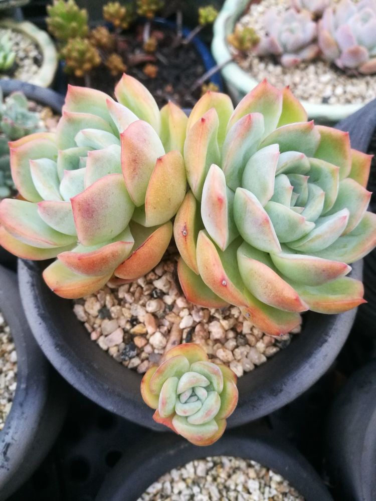 误打误撞的多肉情缘,带我走进多肉小世界!