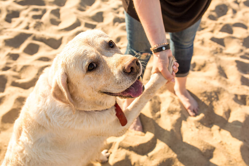 养狗须知:狗狗月经期间注意事项