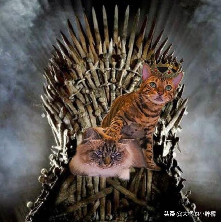 猫咪热到躲冰箱里避暑原视频,猫咪在家热死