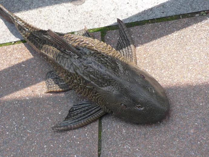 清道夫在印度的遭遇,清道夫为啥在印度