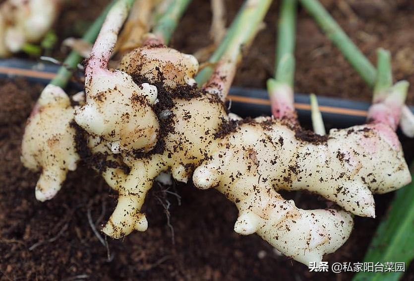 生姜怎样种植才能出姜率高,生姜种植技术怎样选择姜种