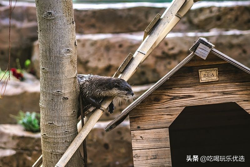 厦门灵玲动物王国大熊猫,厦门马戏团灵玲动物王国观光游览