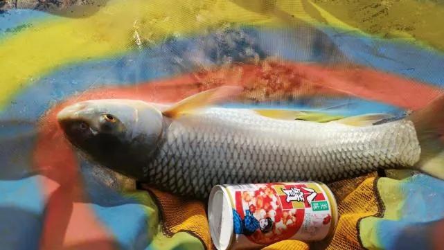 石鲮鱼怎么钓,钓鲮鱼几号钩