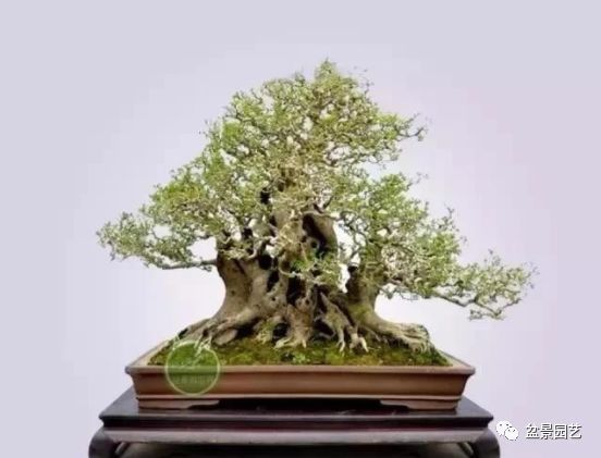有哪些经典盆景树种,最值得收藏的六种盆景树种是哪些
