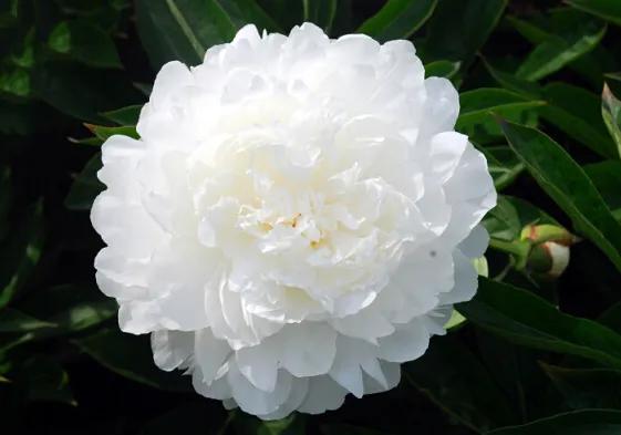 杨妃出浴是牡丹还是芍药,杨妃出浴芍药品种是进口品种吗