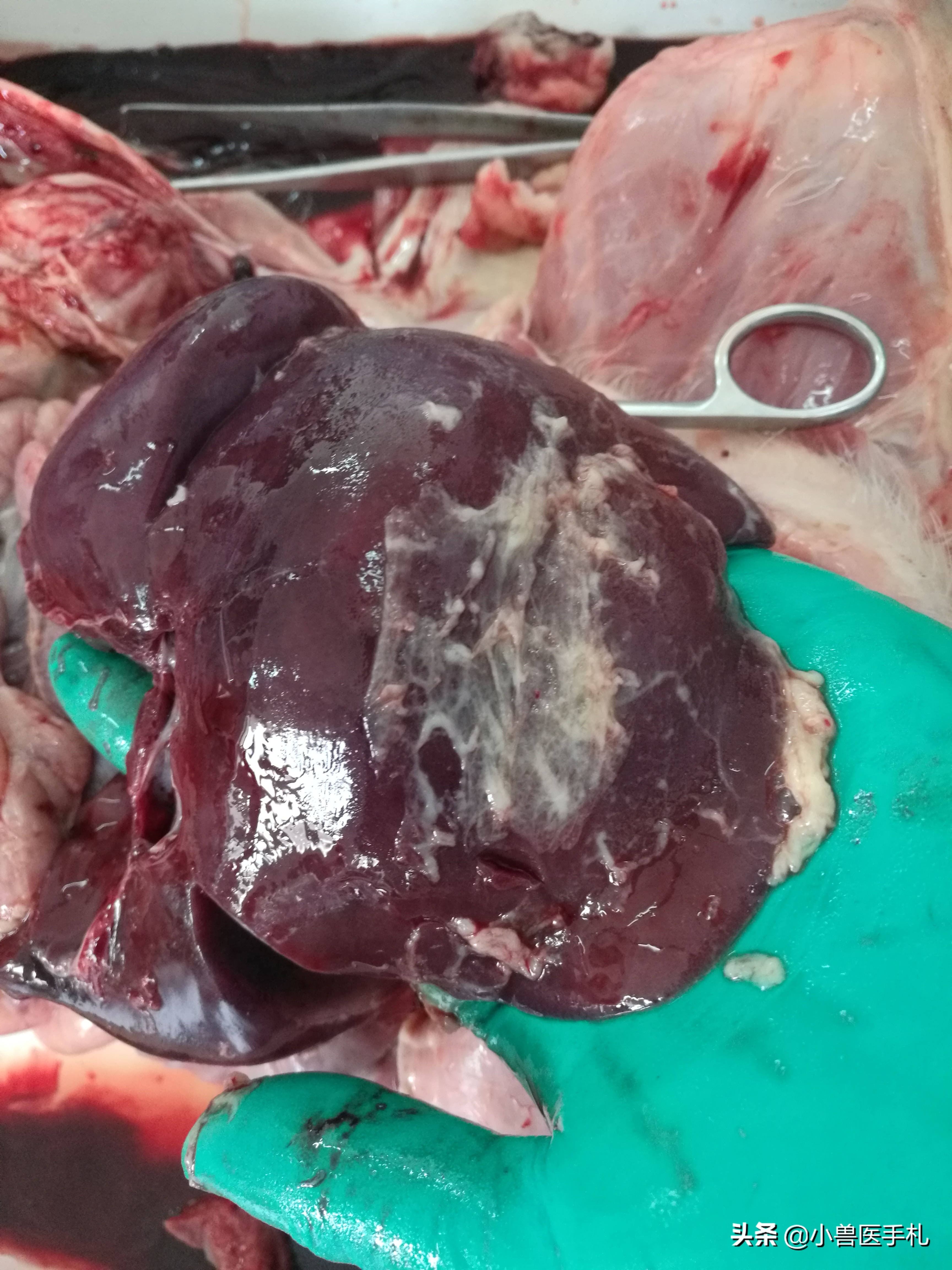 猪：副猪、链球菌、沙门、PCV、MHP病例分享