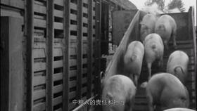 三趟快车|不为人知的“赶车人”(二)