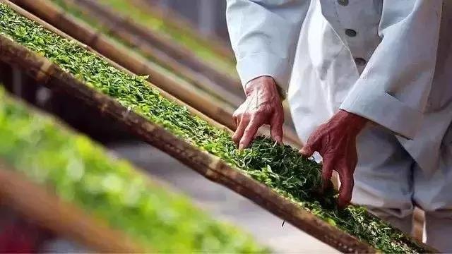 试喝20次得出，你的熟茶要这样泡才100%好喝