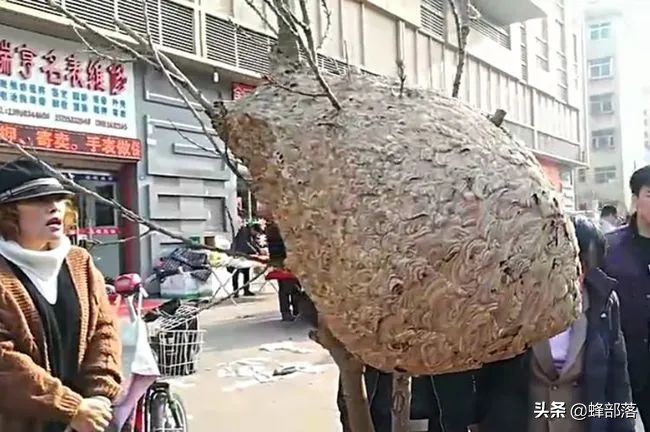 早期胡蜂为啥能长得最快,胡蜂最开始是怎么建巢的