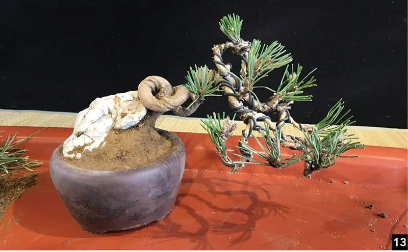 黑松苗临水式造型 (临水黑松苗)