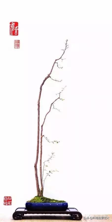 素仁格与文人树，你怎么看？