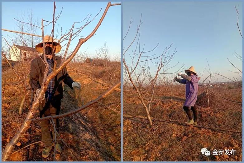 防疫春耕两不误，金安处处有期寄！