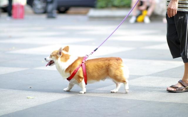 养狗不睡觉的后果,养狗遛狗不牵绳怎么办