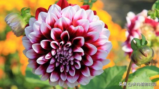 记住“四喜四怕”，养好大丽花