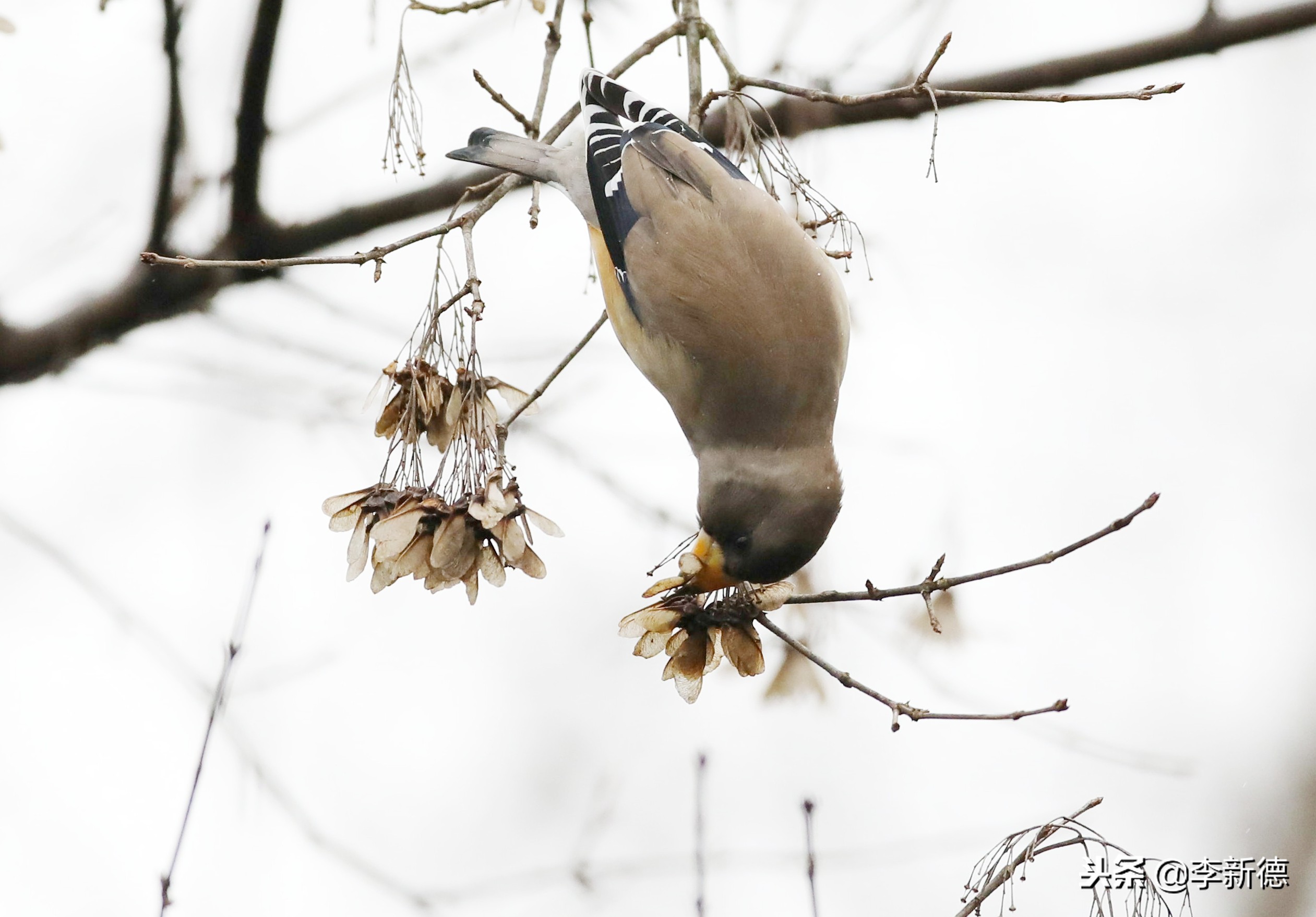 合肥高新区蜀峰湾,合肥市蜀峰湾