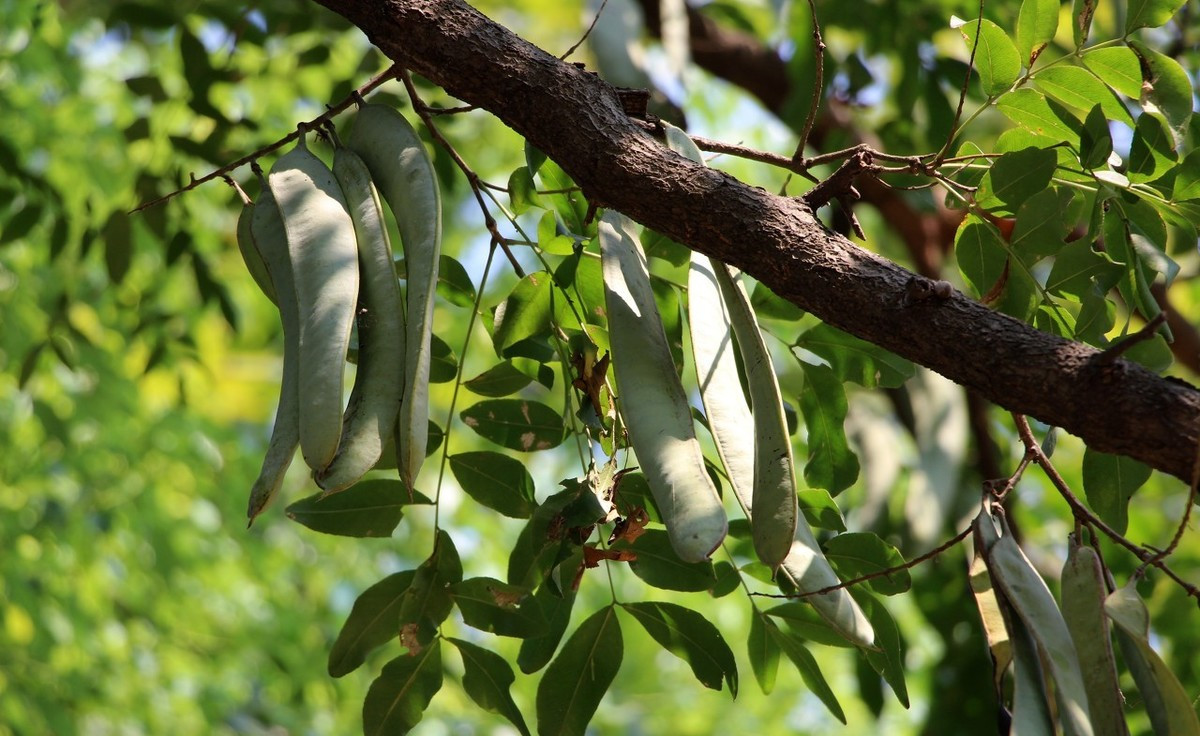 皂角树有什么作用与功效,皂角树的作用与功效是什么