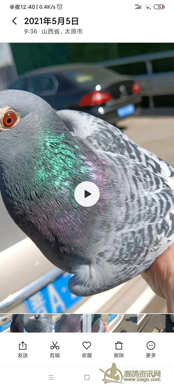 断指一年后恢复图片,断腿鸽子还能站起来吗