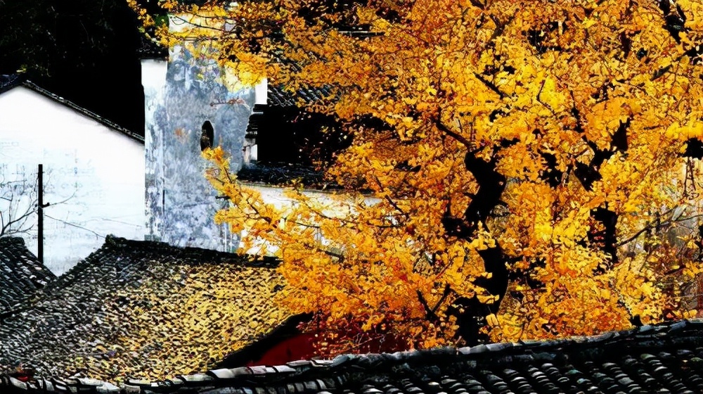 漫天香氛醉人~杭州的秋天从不让人失望!13个地方,秒出大片