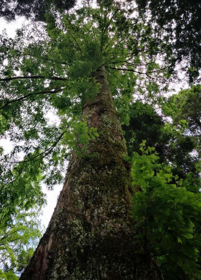 井冈山风景名胜区从哪里开始游玩,游览井冈山红色革命基地