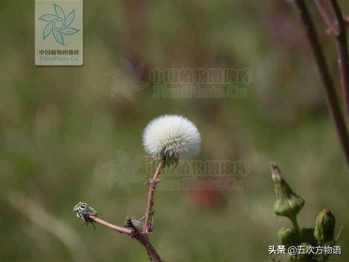 1分钟了解蒲公英,蒲公英科普知识资料大全