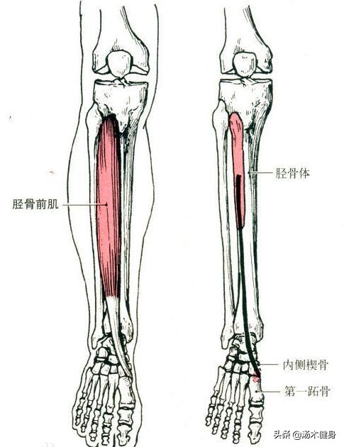 跑步对于下半身肌肉的训练,小腿迎面骨外侧肌肉疼怎么拉伸