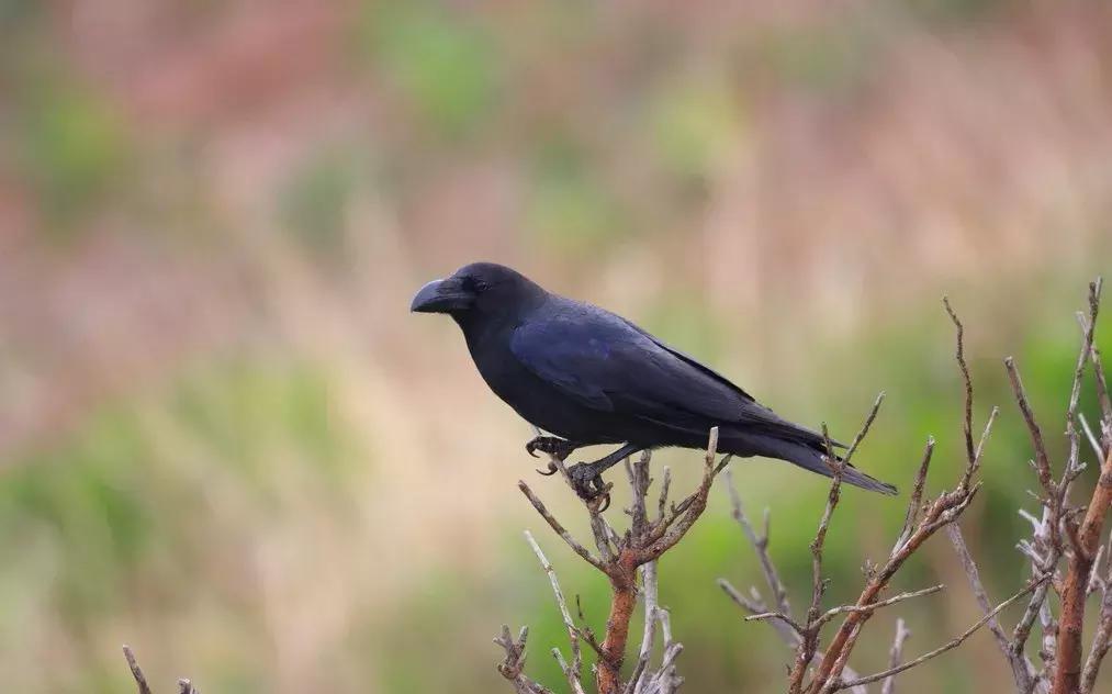 日本乌鸦会扭水龙头、小鹿会鞠躬、猴子会泡温泉，文明还是成精？