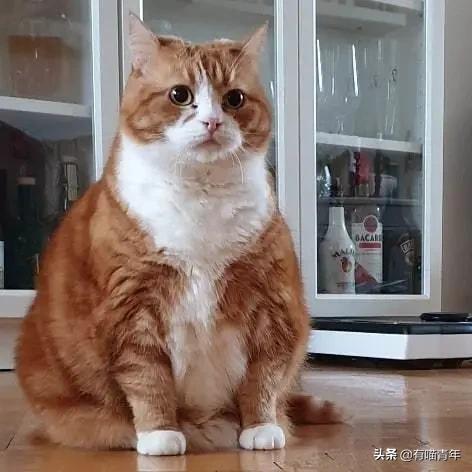 最可怕的5种猫,盘点很可怕的几种猫