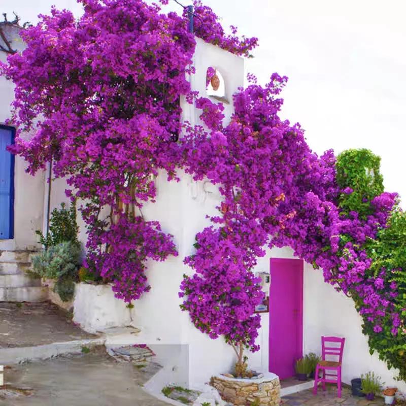 今年三角梅最火的品种,三角梅的品种图片及名称