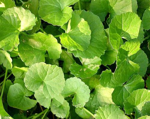 如果你在野外遇见动物,假如你在野外遇到野生动物