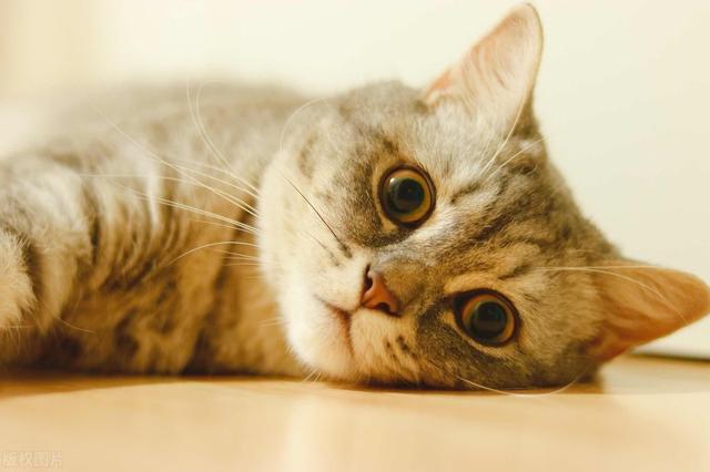 一个月的小猫可以吃羊奶泡奶糕吗,两个月小奶猫吃什么零食