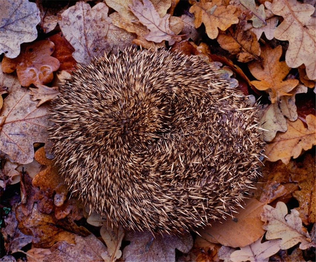 刺猬吃蛇过程,刺猬真的是蛇的天敌吗