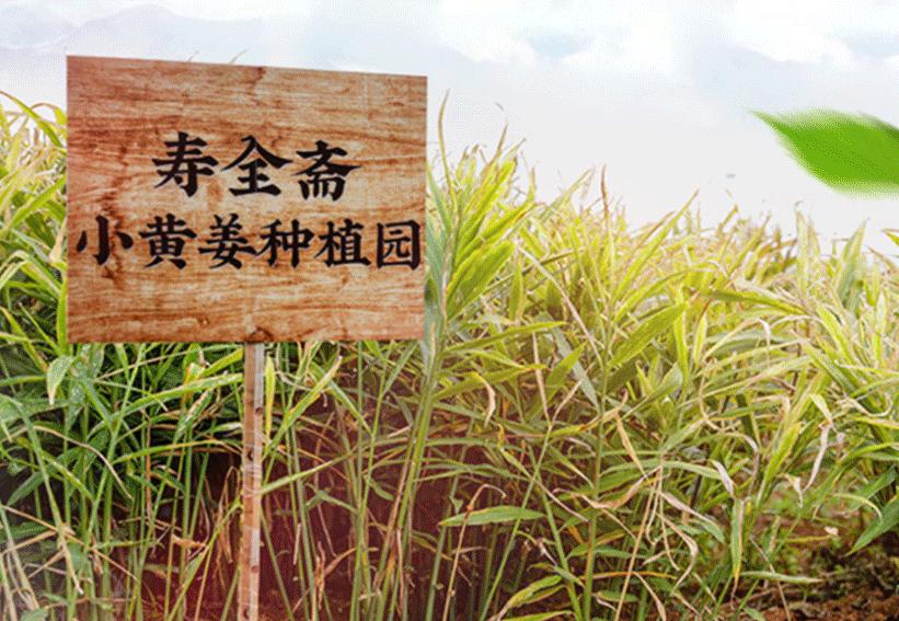 姜湖集结令：让“姨妈”乖乖听话的姜茶