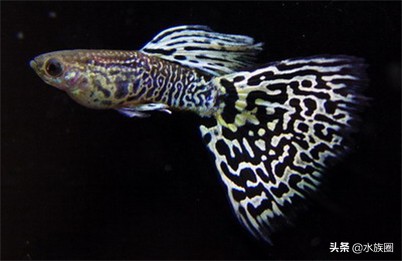 养孔雀鱼家中应该常备什么药？