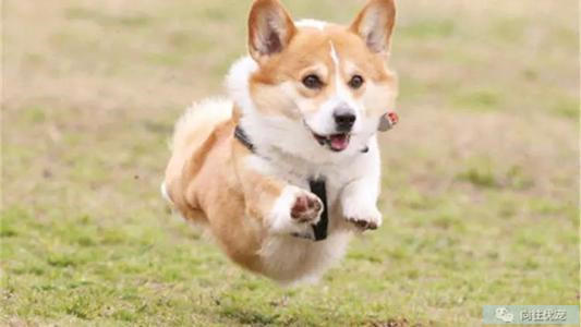 向往优宠好不好,向往优宠宠物怎么养