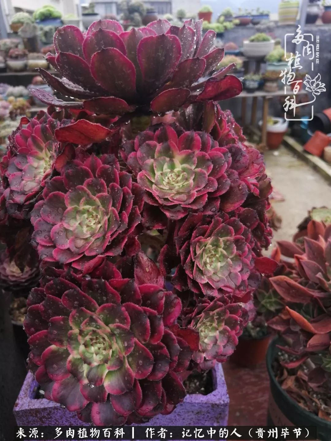 我心中的玫瑰原唱,我心中的玫瑰全部歌曲