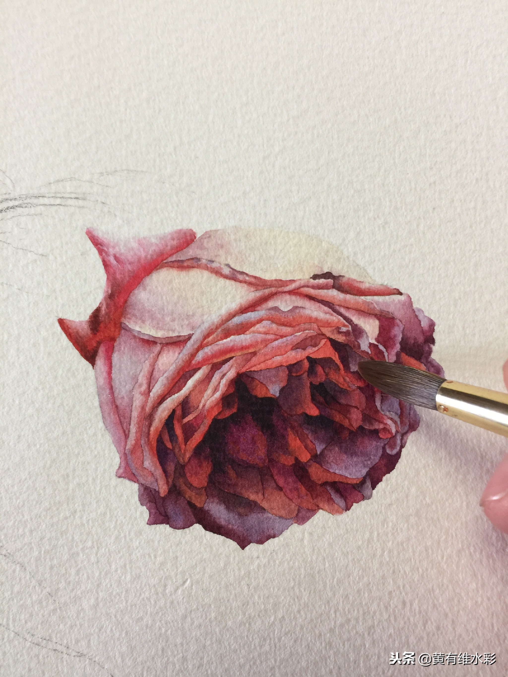 水彩绘画教程简单玫瑰,水彩步骤图花卉