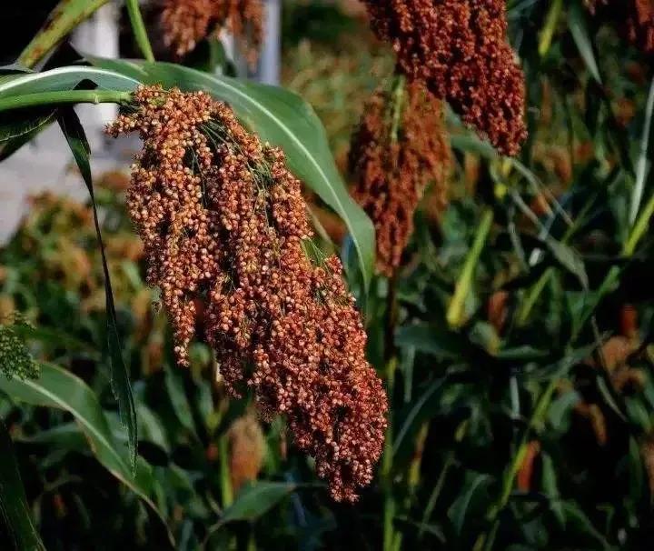 贵州至尊金子酒,至尊发光酒