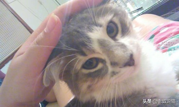 男朋友打猫是什么心理,男朋友经常打女友该怎么办