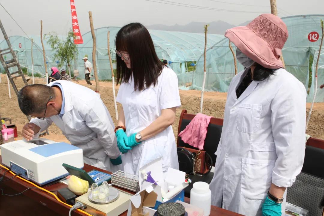 黑柳白梨脆,黑柳子白梨脆甜瓜直播