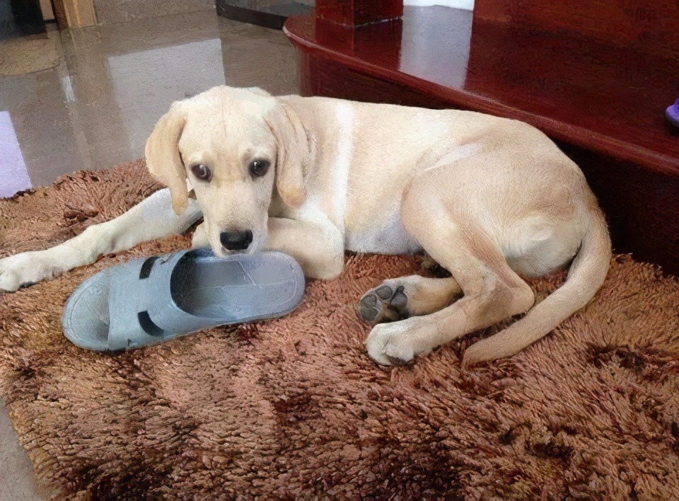 狗狗必买的十种玩具,什么东西才是狗狗最喜欢的玩具