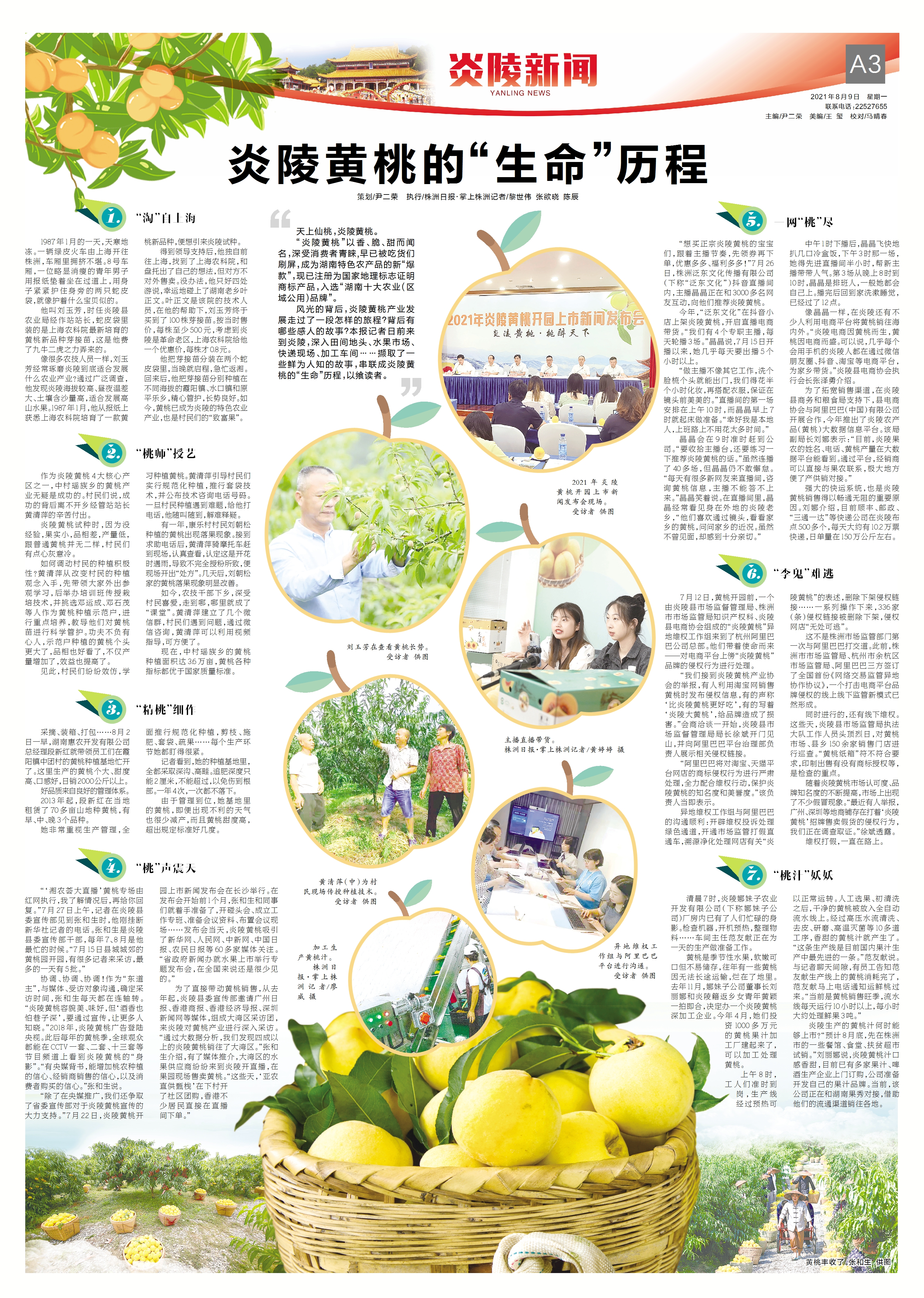 炎陵黄桃资料,黄桃生长历程