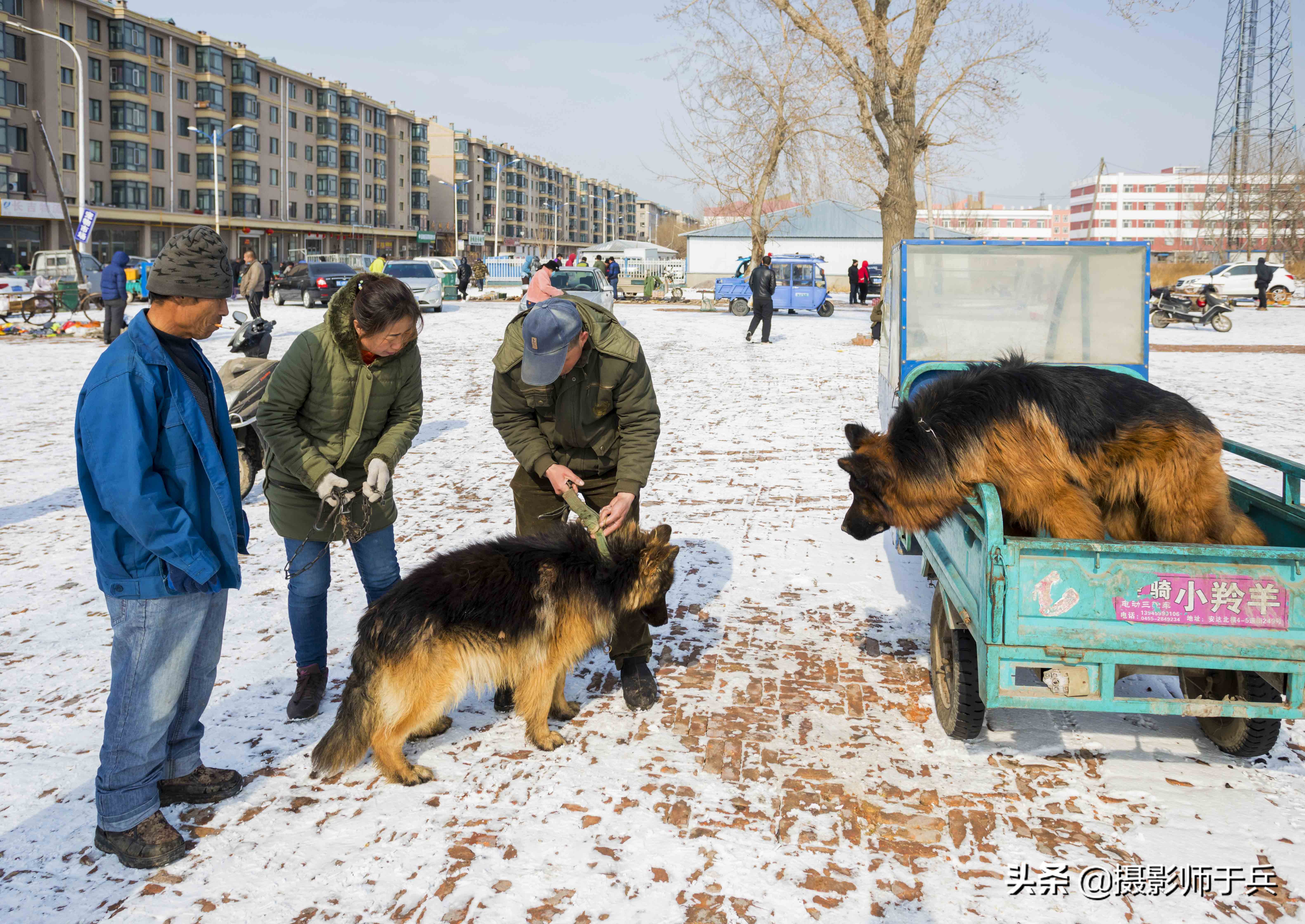 绥化安达狗市,黑龙江省绥化故事之一