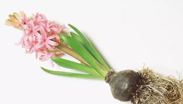 花语大全：各种鲜花的花语，不同颜色寓意也不一样啊