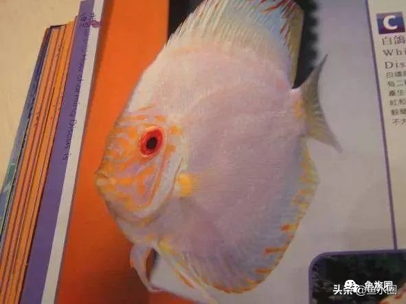 七彩神仙品系图谱,七彩神仙全系品种介绍